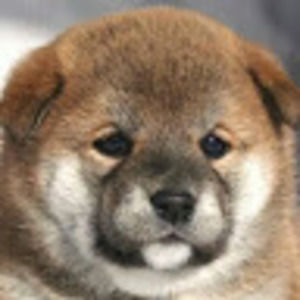 Meet your Posher, Jongmee